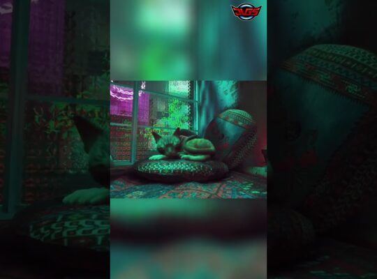 Stary – Is a Beautiful Vibe!! Mysterious Cat Stares Out Window Into The Night #shorts