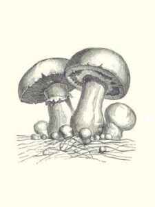 Acephalus